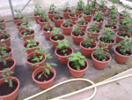 Chilli Plant Trials 2013
